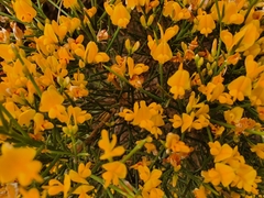 Genista acanthoclada