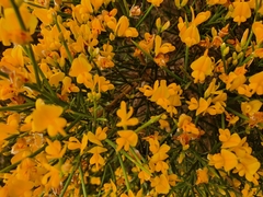 Genista acanthoclada