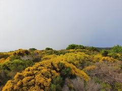Genista acanthoclada