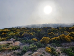 Genista acanthoclada