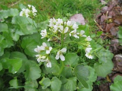 Cardamine asarifolia