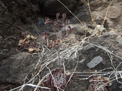 Graptopetalum sinaloensis