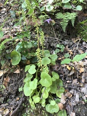 Umbilicus horizontalis