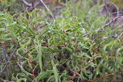 Hakea stenocarpa
