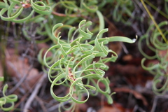 Hakea stenocarpa