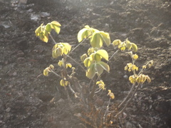 Pseudobombax palmeri