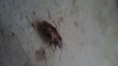 Deraeocoris flavilinea