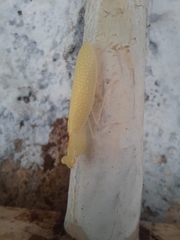 Eomantis