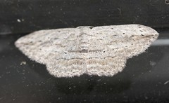 Scopula desita