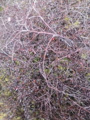 Corokia cotoneaster