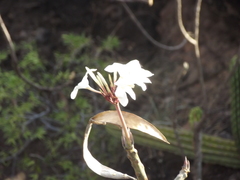 Pseudobombax palmeri