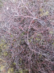 Corokia cotoneaster
