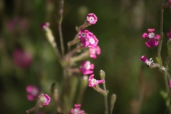 Silene scabriflora