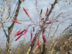 Fouquieria macdougalii