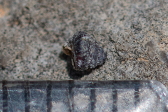 Chondrina