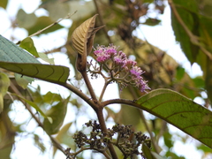 Callicarpa tomentosa