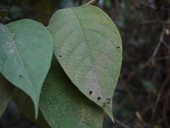 Callicarpa tomentosa