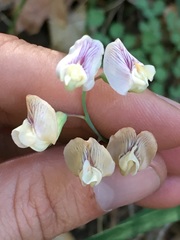 Lathyrus graminifolius