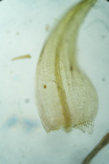 Warnstorfia fluitans