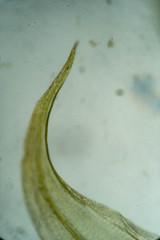 Warnstorfia fluitans