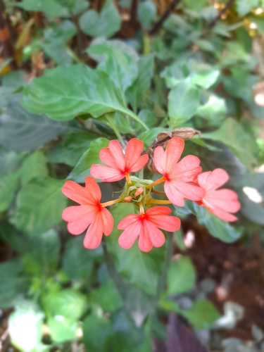 Red firecracker plant (Crossandra nilotica)
