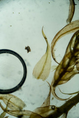 Warnstorfia fluitans