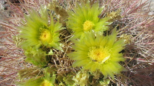 iNaturalist observation photo of California Barrel Cactus