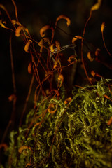 Warnstorfia fluitans