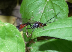 Limneriini