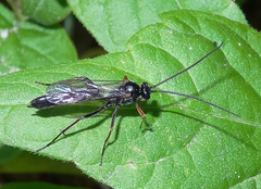 Limneriini