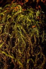 Warnstorfia fluitans