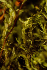 Warnstorfia fluitans