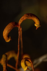 Warnstorfia fluitans