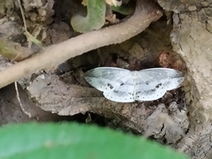 Cyclidia substigmaria