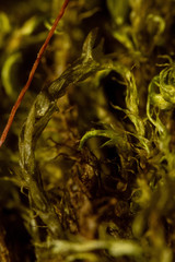 Warnstorfia fluitans