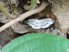 Cyclidia substigmaria