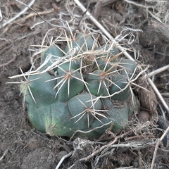 Coryphantha ottonis