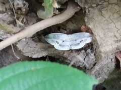 Cyclidia substigmaria