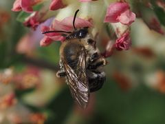 Eucera