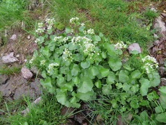 Cardamine asarifolia