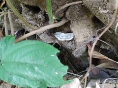 Cyclidia substigmaria