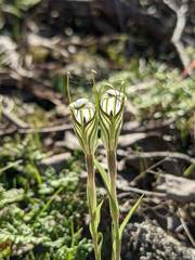 Pterostylis striata