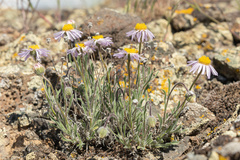 Erigeron poliospermus