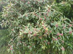 Callicarpa tikusikensis