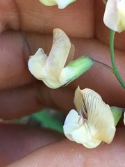 Lathyrus graminifolius