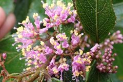 Callicarpa tikusikensis