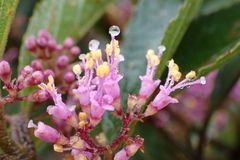 Callicarpa tikusikensis