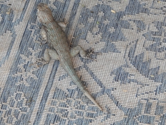 Sceloporus clarkii