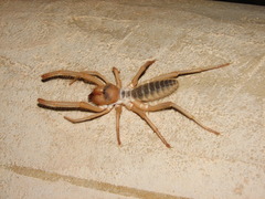 Eremobatidae