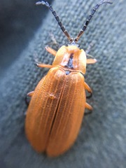 Lycus fulvellus